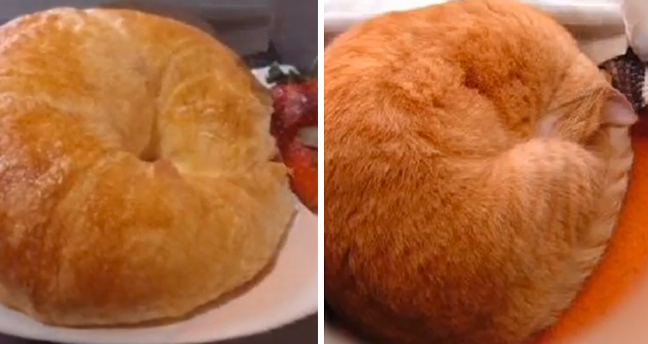 croissant jelly cat