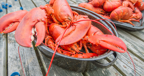 Reconsider The Lobster: Maybe Crustaceans Do Feel Pain ...