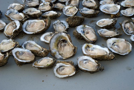 currence_oysters
