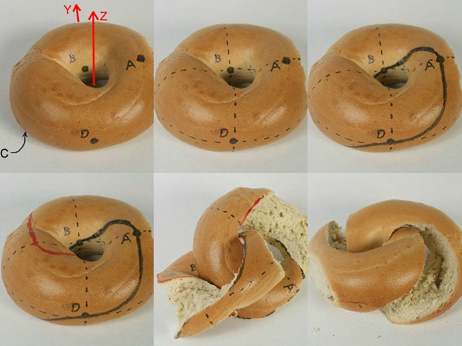 nerds-have-figured-out-the-mathematically-correct-way-to-slice-a-bagel-first-we-feast