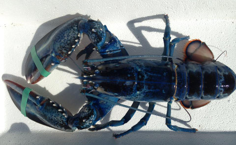 lobster2