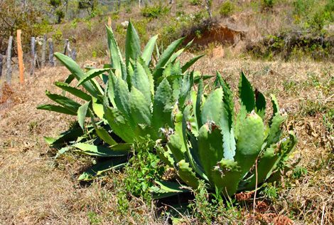 Lechuguilla_agave_fields