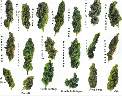 different-marijuana-strains