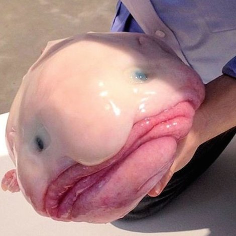 The First Blobfish Cafe Will Bring the 