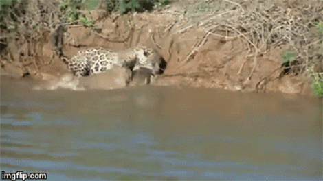 Watch a Jaguar Dive Into a River to Savagely Take Down a ...