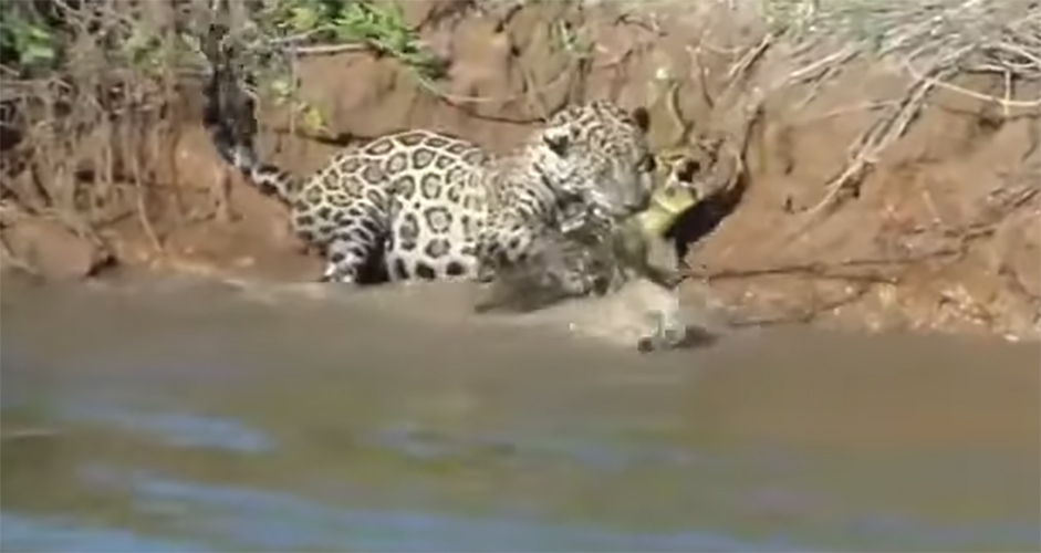 Watch a Jaguar Dive Into a River to Savagely Take Down a ...