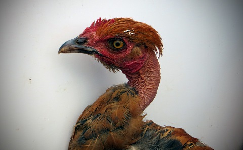 cooler chickens prevail How Did Modern Chickens Get So Damn Big?